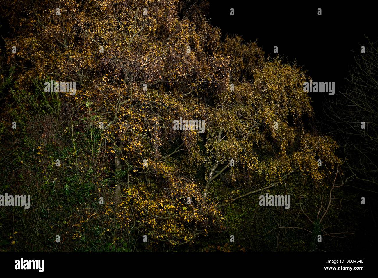 Silberne Birken im Herbst, beleuchtet bei Nacht mit LED-Beleuchtung. Stockfoto