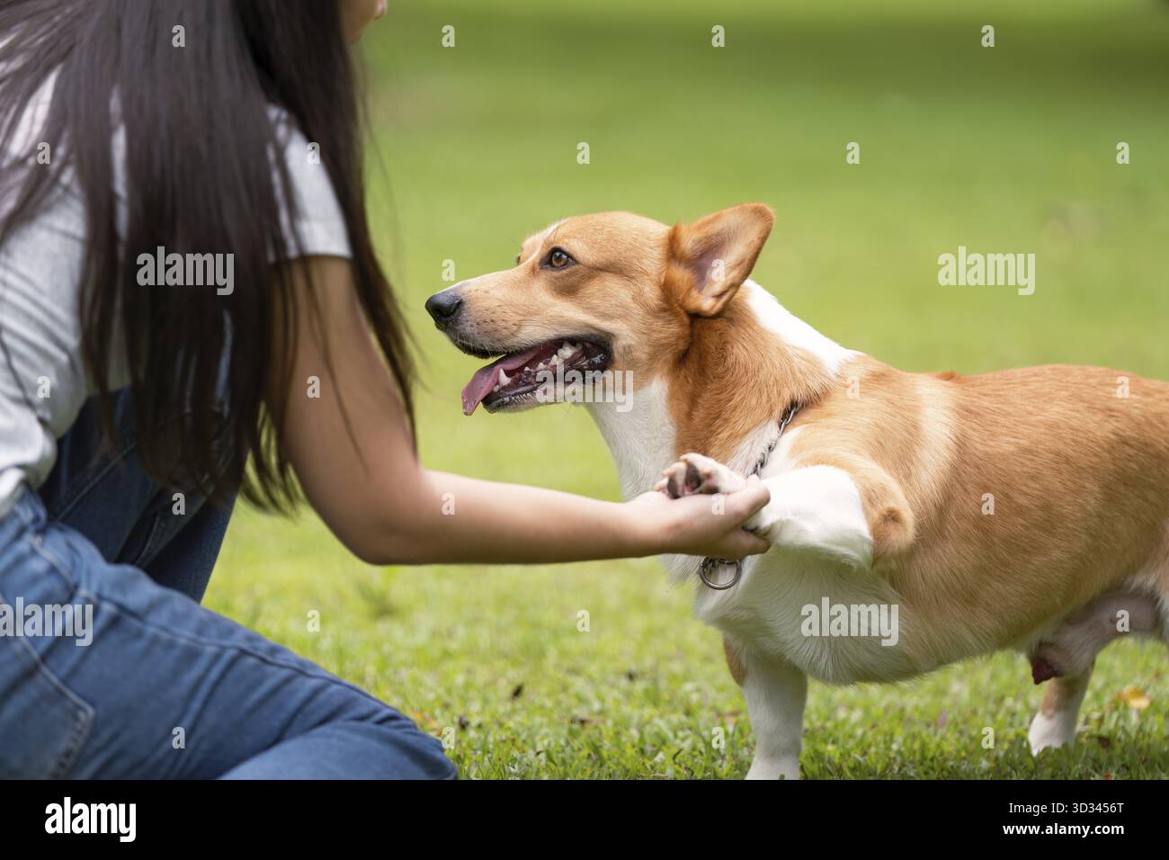 Ein Corgi-Hund genießt einen Moment der Zuneigung mit seinem Besitzer und unterstreicht die Verbindung zwischen Haustieren und ihren Menschen in einem ruhigen Park Stockfoto