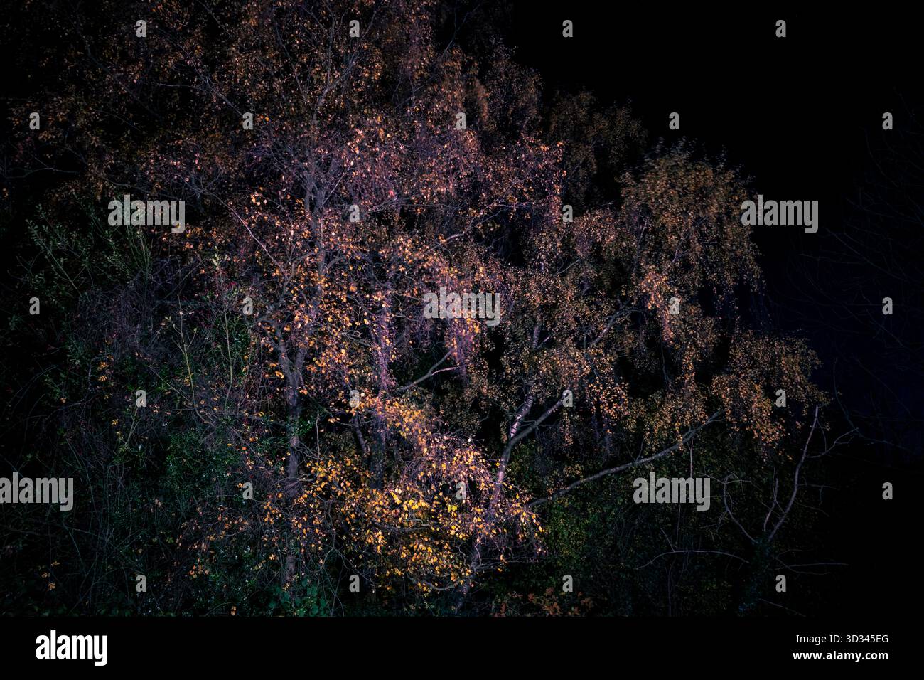 Silberne Birken im Herbst, beleuchtet bei Nacht mit LED-Beleuchtung. Stockfoto