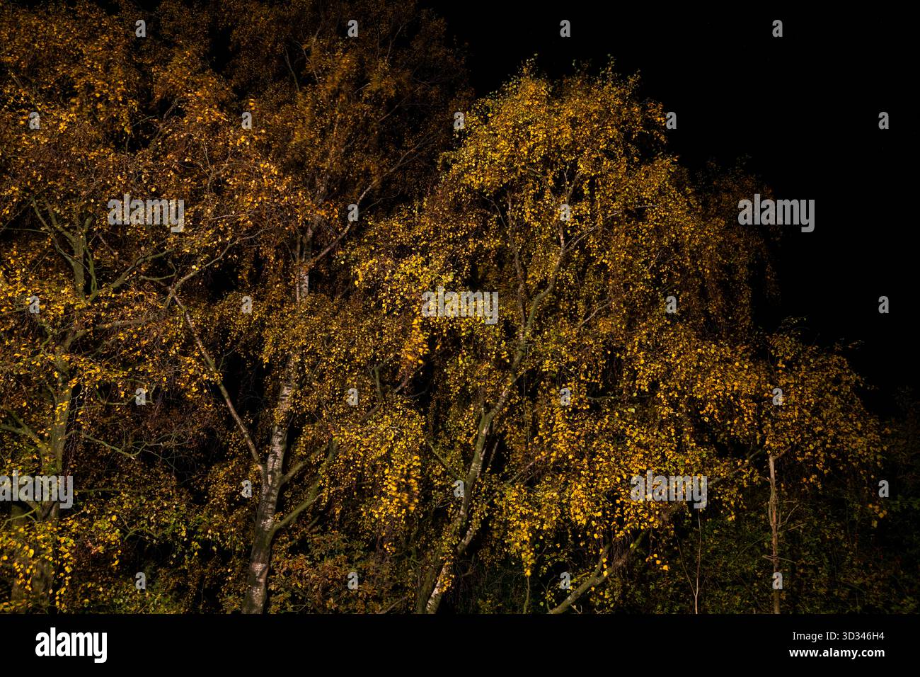 Silberne Birken im Herbst, beleuchtet bei Nacht mit LED-Beleuchtung. Stockfoto