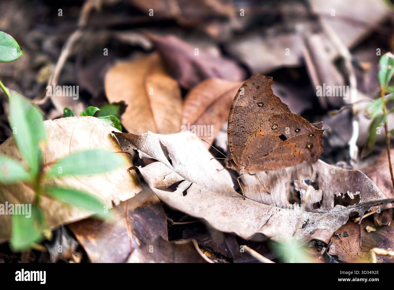 Nahaufnahme Von Braunen Trockenen Blättern Auf Waldboden Mit Grünen Sprossen Im Hintergrund Stockfoto