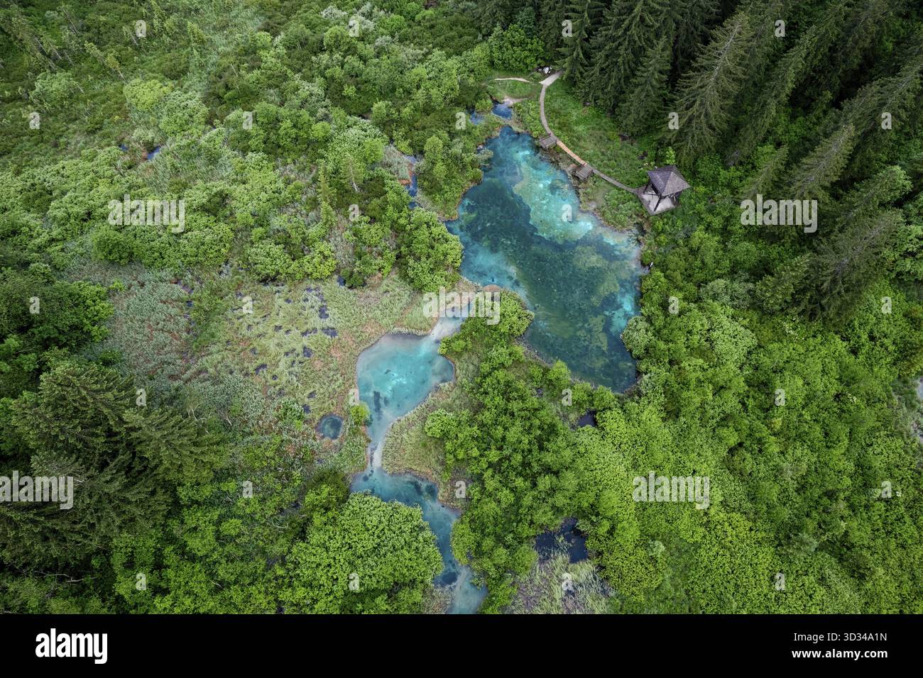 Naturschutzgebiet Zelenci in Slowenien. Bergfeuchtgebiete mit türkisfarbenem See, seltenen Pflanzen und Watvögeln. Drohnenansicht aus der Luft, Slowenien Stockfoto