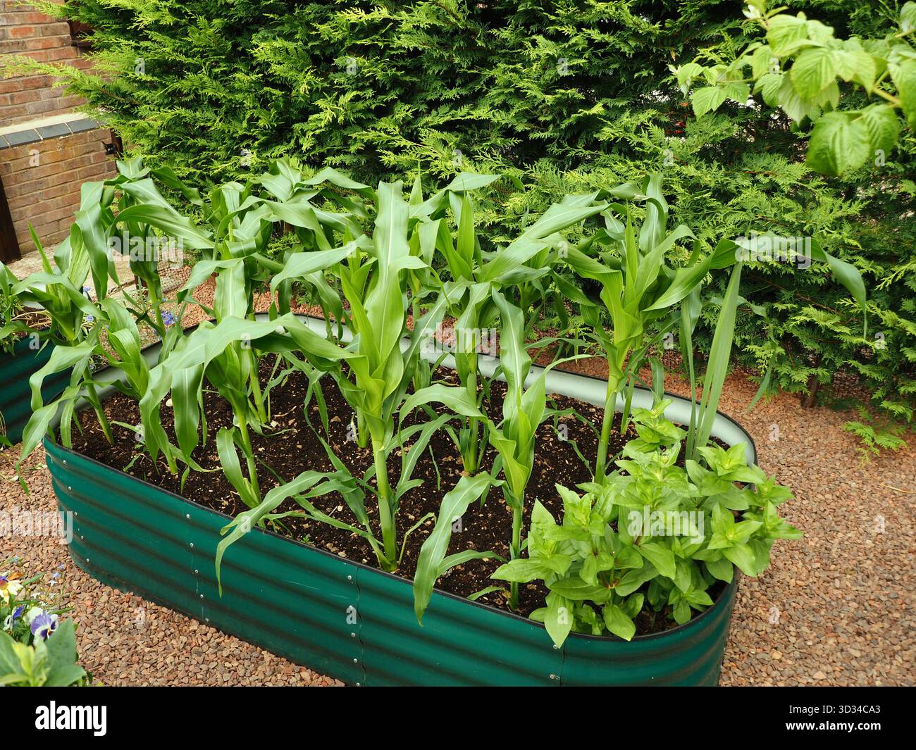Mais wächst in Hochrande in einem Garten Stockfoto