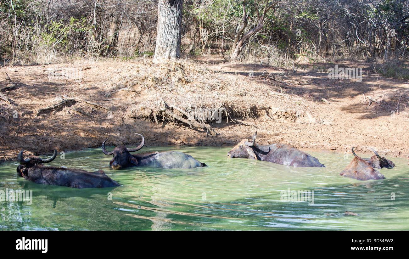 Vier Wasserbüffel, beleuchtet von natürlichem Sonnenlicht, die in einem kleinen Wasserbecken im Yala National Par, Sri Lanka, suhlen Stockfoto