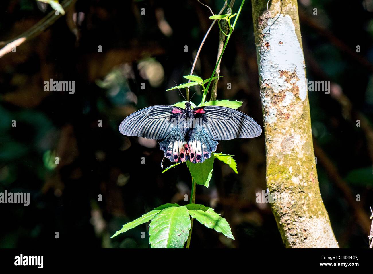 Blauer Schmetterling, Der Auf Green Leaf In Ruhiger Waldlage In Der Abenddämmerung Ruht Stockfoto