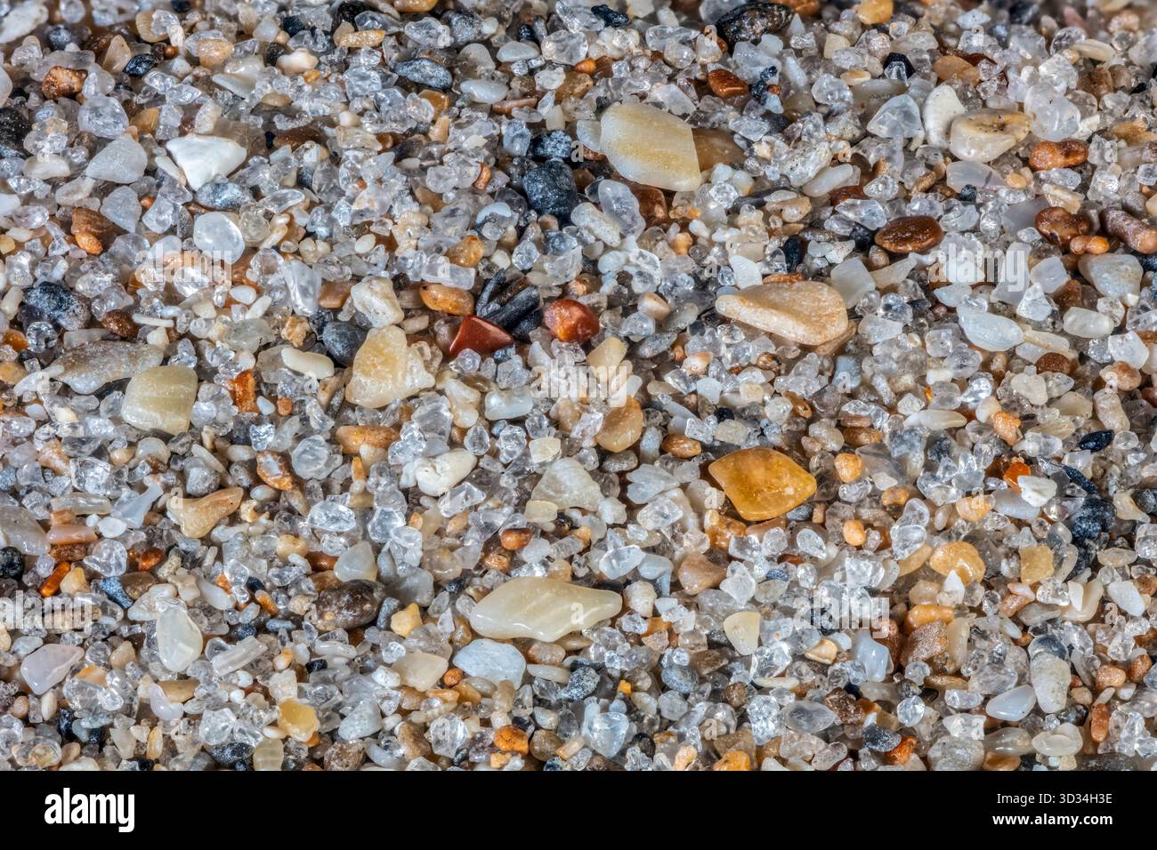 Nahaufnahme von Sandkörnern aus ft. Lauderdale, Florida. Die Probe zeigt eine vielfältige Mischung aus mineralischen und biogenen Partikeln. Stockfoto