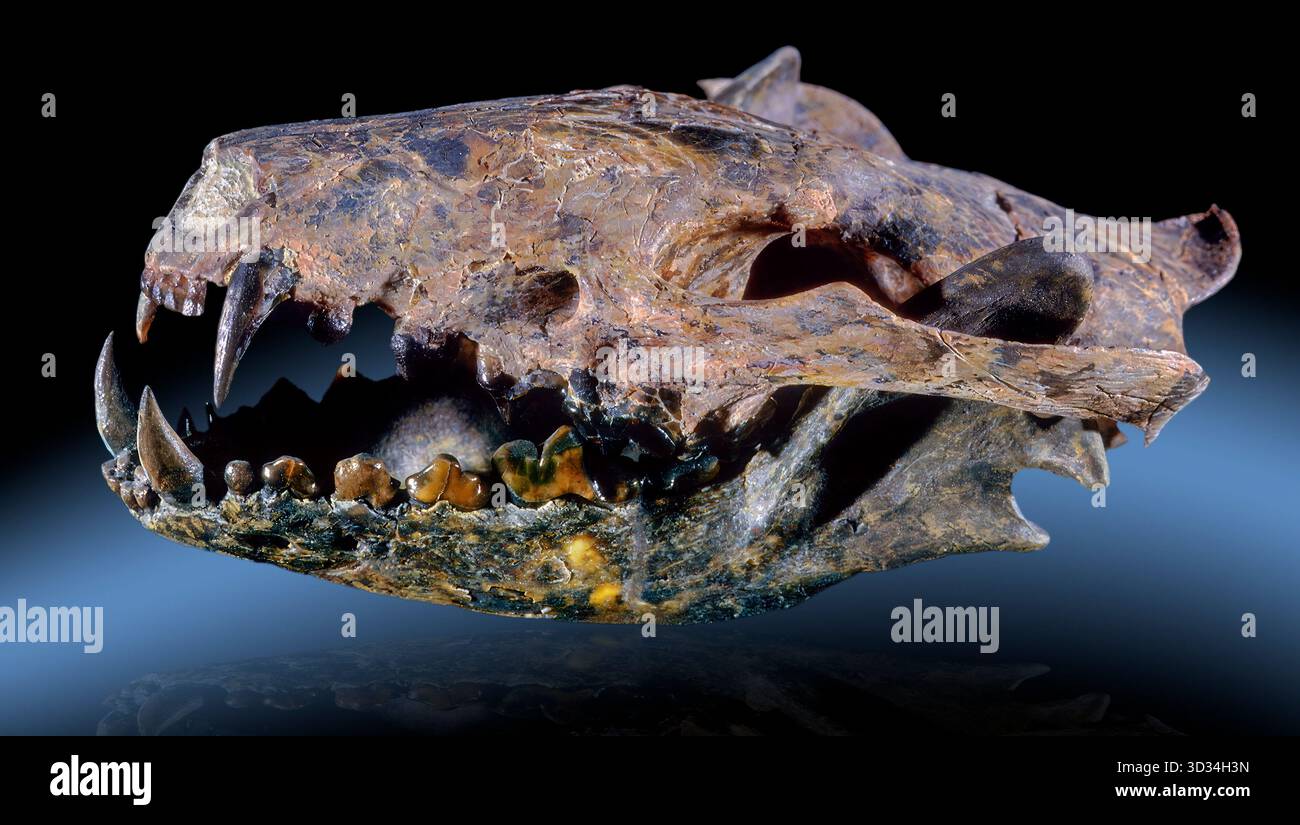 Tomarctus confertus war ein knochenbrechender Hund, der während des Miozäns lebte, insbesondere des Barstovianischen Zeitalters, mit Fossilien, die in Nevada dokumentiert wurden. A Stockfoto