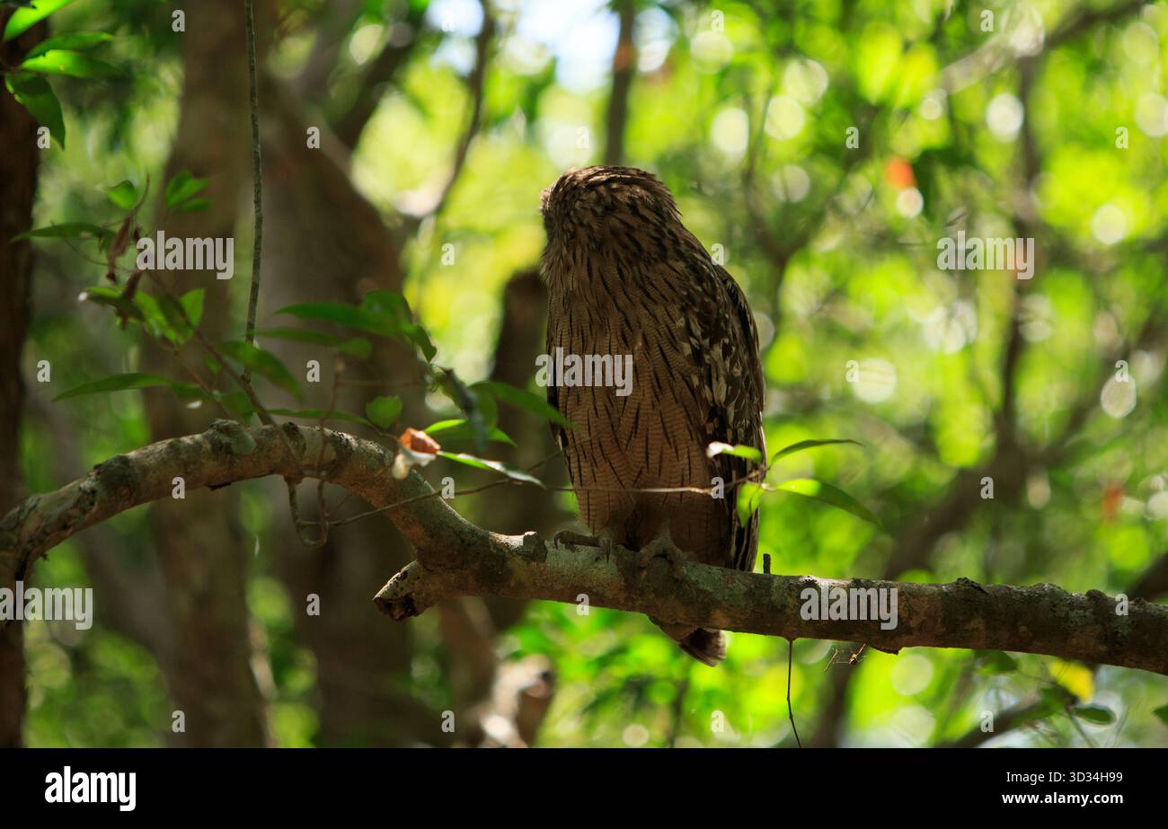 Seitenwinkel einer Braunen Fischeule mit guten Details von gesprenkelten Federn, beleuchtet durch natürliches Sonnenlicht im Wilpattu Nationalpark, Sri Lanka Stockfoto