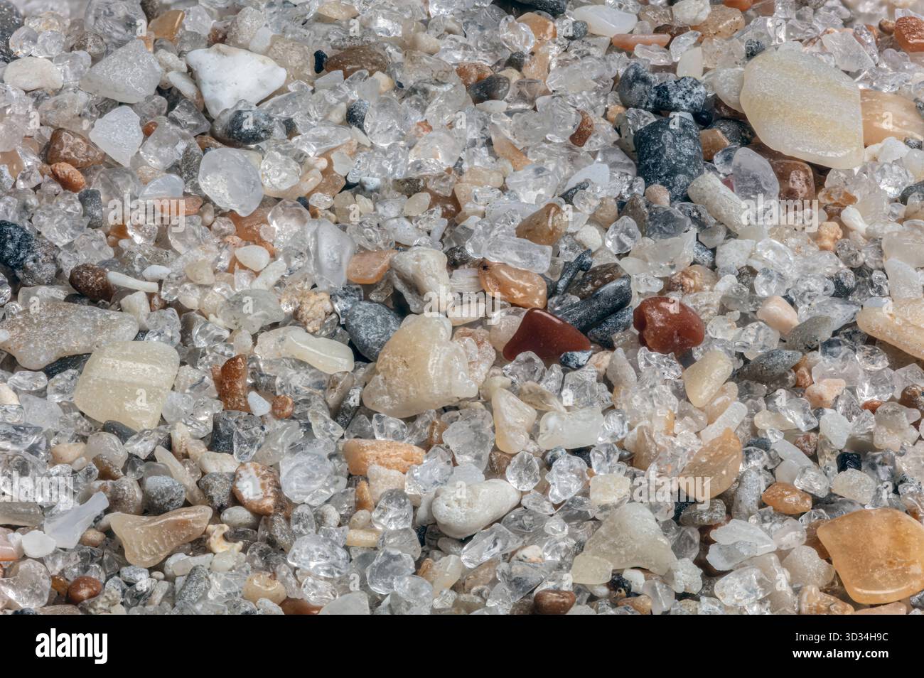 Nahaufnahme von Sandkörnern aus ft. Lauderdale, Florida. Die Probe zeigt eine vielfältige Mischung aus mineralischen und biogenen Partikeln. Stockfoto