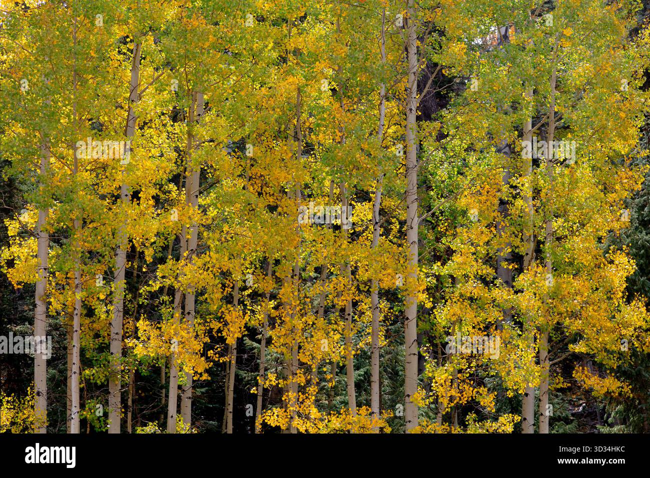 Leuchtende Herbstaspen umrunden Big Lake am Mogollon Rim in der Nähe von Greer, Arizona, mit leuchtenden Gold- und Orangentönen. Stockfoto