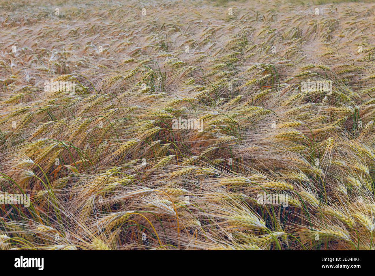 Die goldene Gerste (Hordeum vulgare) steht schwer und voll auf einem dänischen Feld, deren reife Samenköpfe sich anmutig unter dem Gewicht des Reifen Getreides verbeugen. Stockfoto