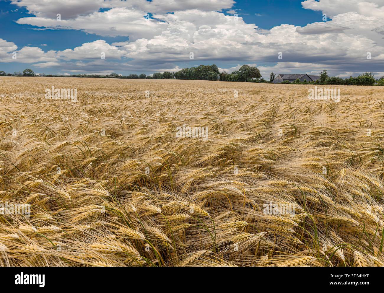 Die goldene Gerste (Hordeum vulgare) steht schwer und voll auf einem dänischen Feld, deren reife Samenköpfe sich anmutig unter dem Gewicht des Reifen Getreides verbeugen. Stockfoto