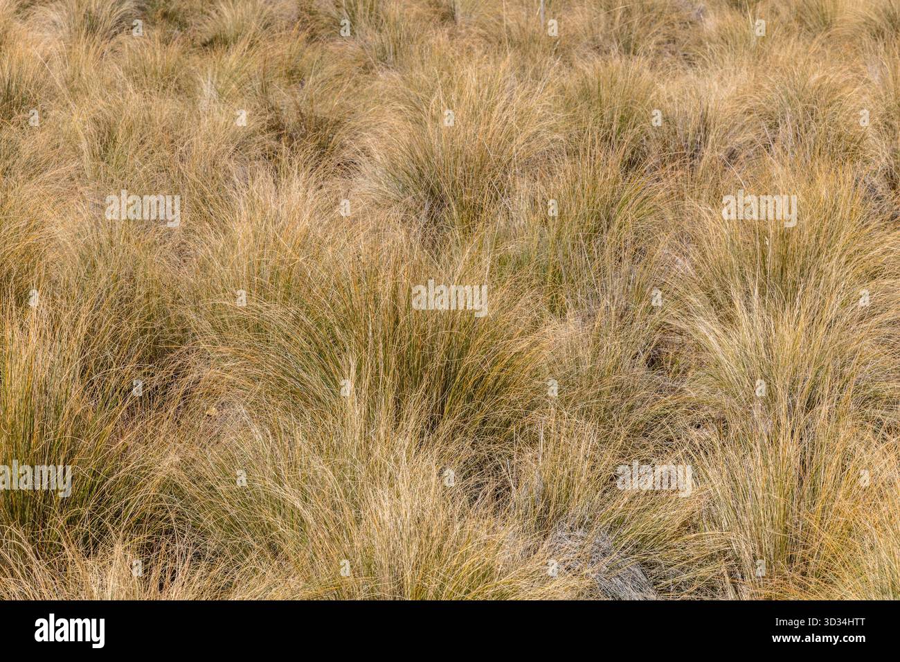 Heimisches Bunchgrass bildet enge Klumpen oder Büschel. Stockfoto