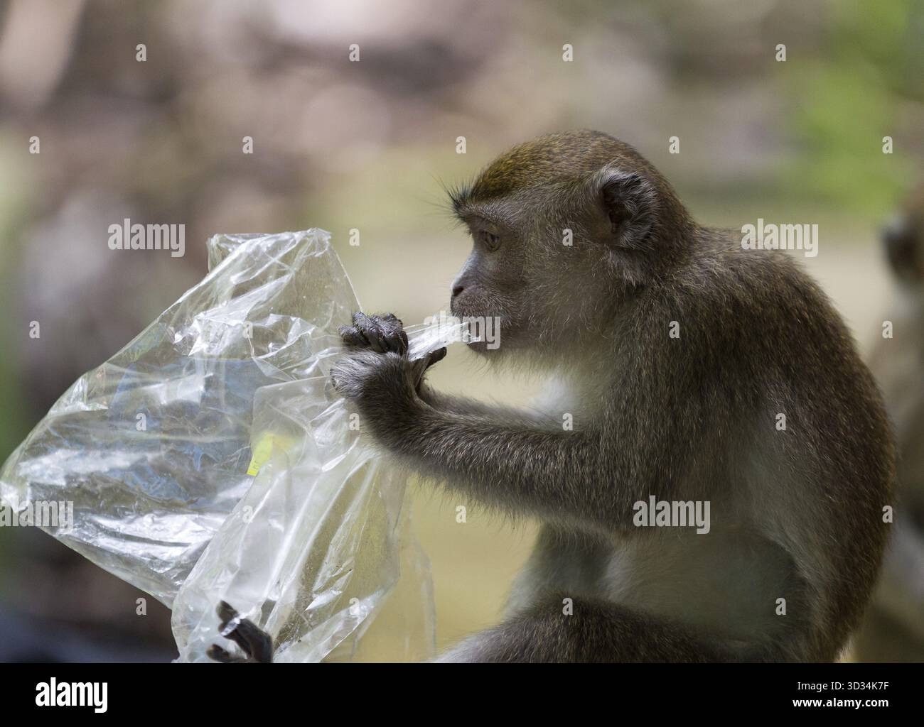 Langschwanzaffe isst Plastiktüte im Bako-Nationalpark in Kuching, Borneo, Malaysia Stockfoto
