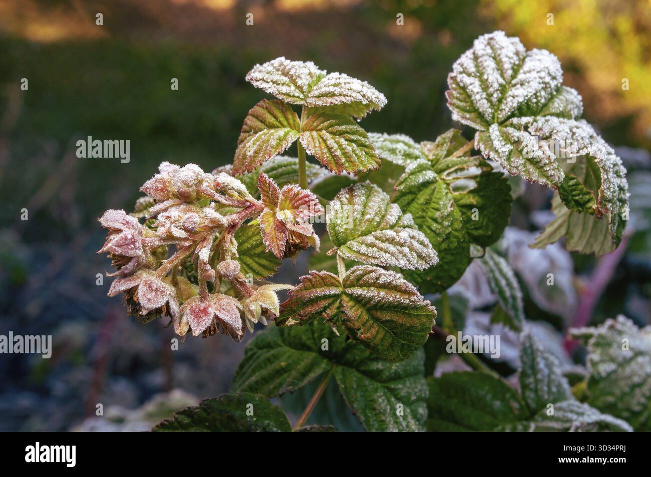 Ein Himbeerzweig mit Beeren, die mit Morgenfrost bedeckt sind, wird von einem warmen Sonnenstrahl beleuchtet. Herbstfröste im Garten Stockfoto