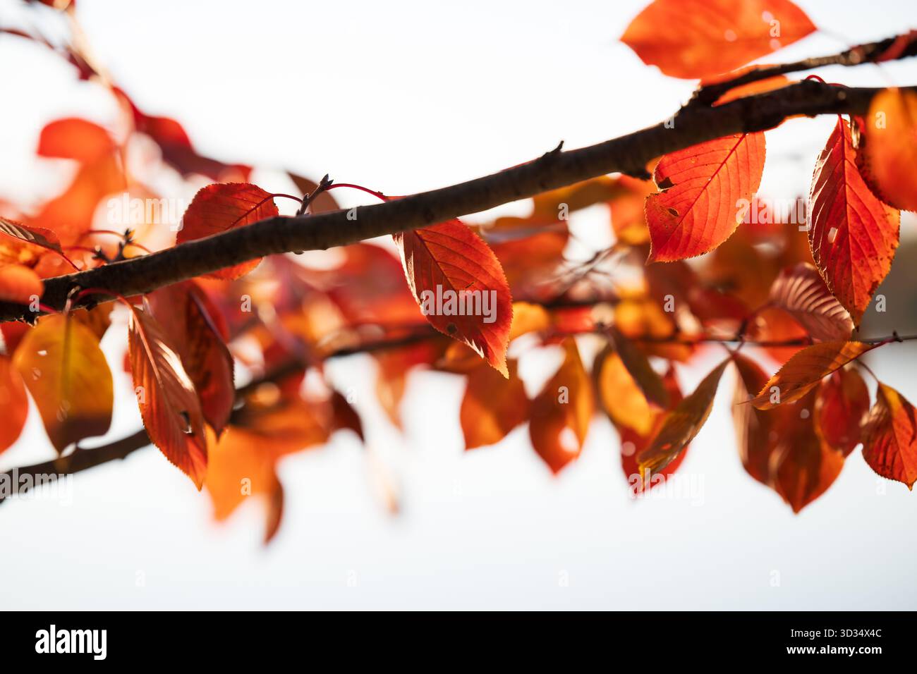 Cherry Tree Leaves in Herbstfarben Tidal Basin Washington DC // WASHINGTON DC – Cherry Tree Leaves zeigen leuchtende Herbstfarben im Tidal Basin. Diese Bäume sind weltweit für ihre Frühlingsblüten bekannt, bieten aber auch ein markantes Herbstlaub. Das Tidal Basin, ein künstliches Reservoir, ist ein markantes Merkmal des West Potomac Park. Viele dieser Kirschbäume waren ein Geschenk Japans, das die Freundschaft zwischen den beiden Nationen symbolisierte. Dieses berühmte Wahrzeichen von Washington DC zieht Besucher das ganze Jahr über wegen seiner natürlichen Schönheit und historischen Bedeutung an. Stockfoto