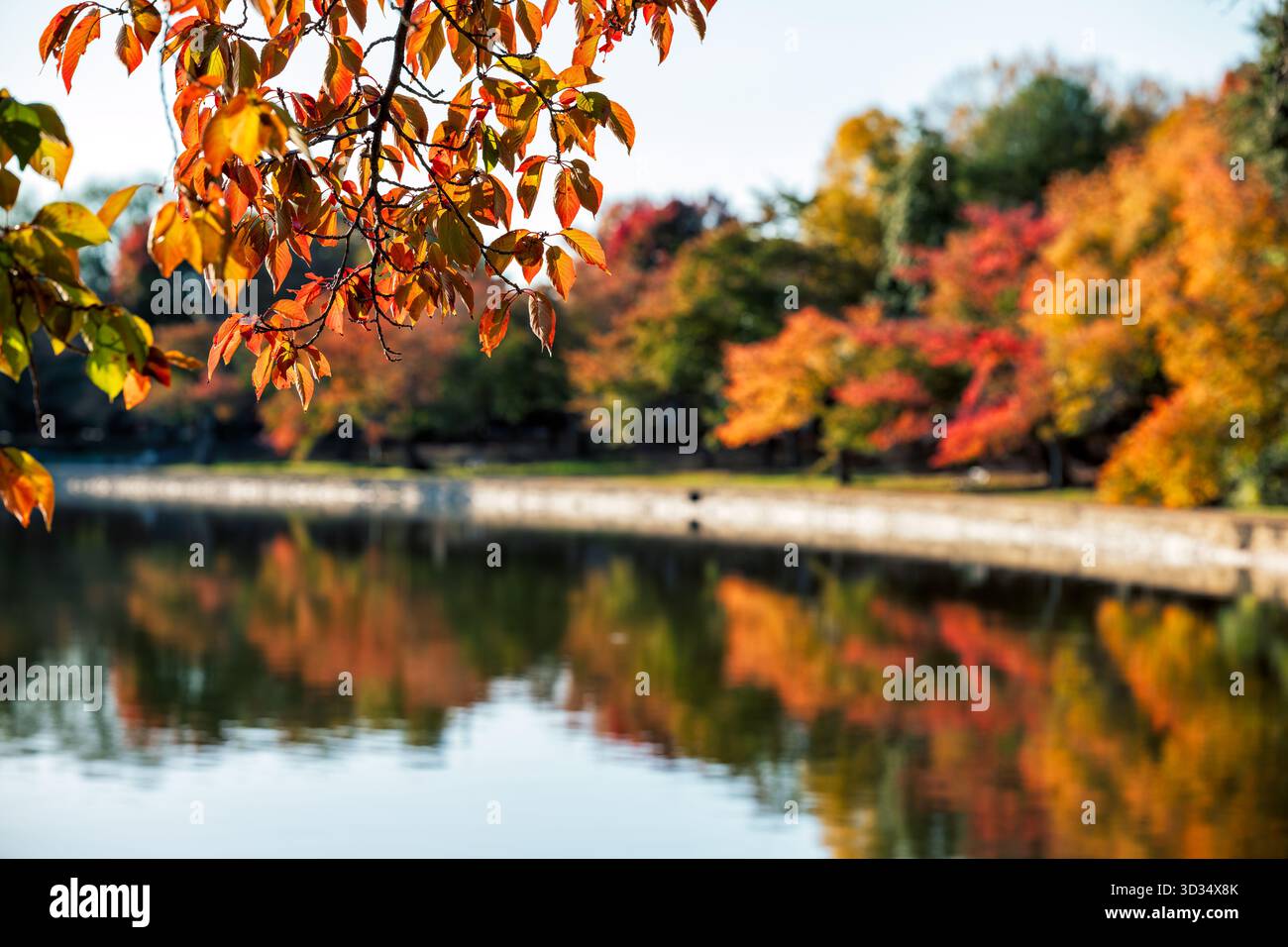 Cherry Trees in Herbstfarben am Tidal Basin Washington DC // WASHINGTON DC – Cherry Trees zeigen leuchtende Herbstfarben entlang des Tidal Basin, einem zentralen Merkmal des West Potomac Park. Diese legendären Bäume, vor allem Yoshino-Kirsche (Prunus x yedoensis), sind bekannt für ihre spektakulären Frühlingsblüten, bieten aber auch eindrucksvolles Herbstlaub. Das Tidal Basin ist ein künstlicher Stausee, umgeben von mehreren nationalen Denkmälern, darunter dem Jefferson Memorial. Dieses berühmte Wahrzeichen in Washington DC ist ein beliebtes Reiseziel sowohl wegen seiner natürlichen Schönheit als auch wegen seiner historischen Bedeutung. Die malerische Gegend ist mA Stockfoto