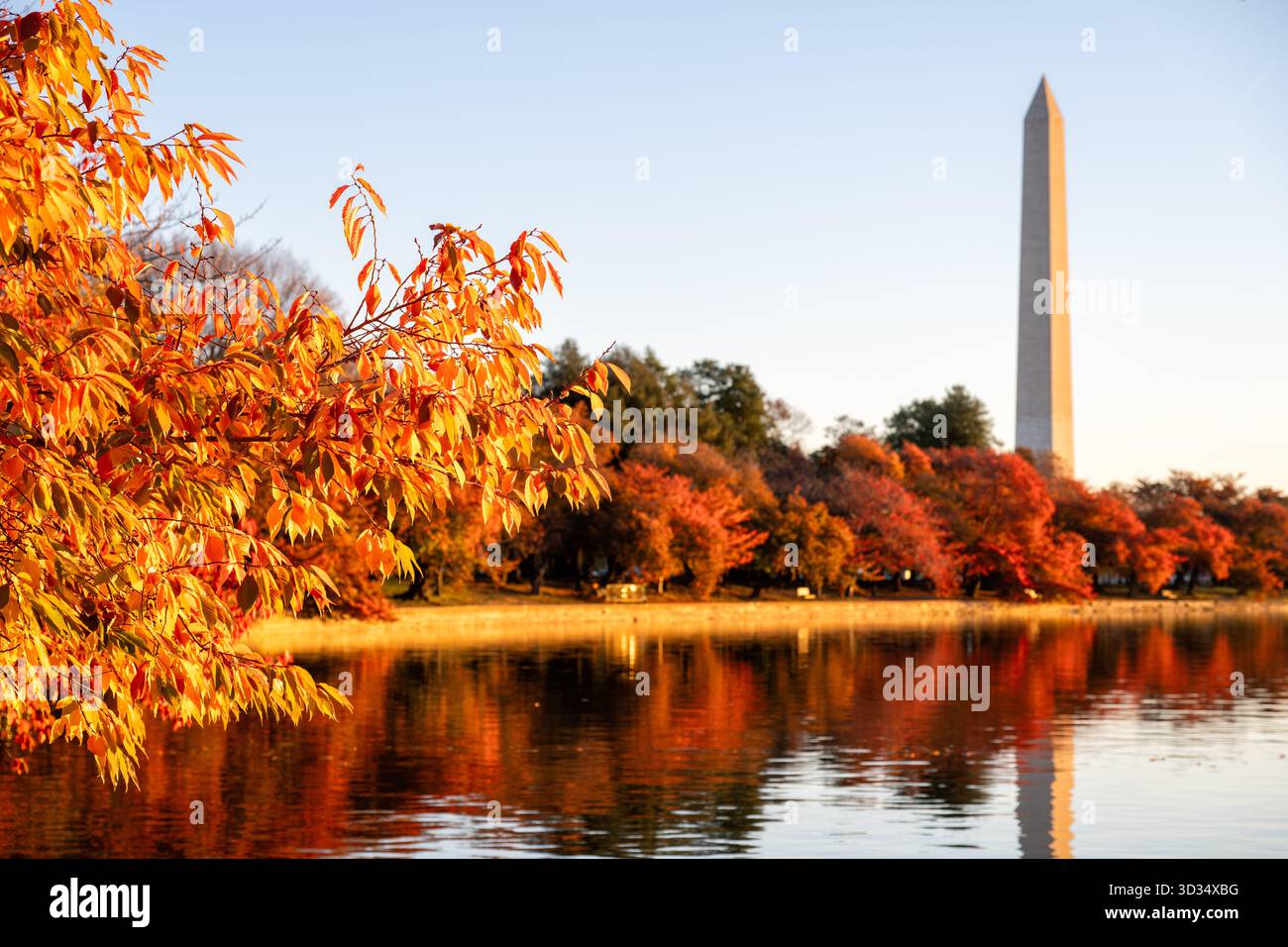 Washington Monument und Herbstfarben des Tidal Basin in Washington DC | WASHINGTON D.C., Vereinigte Staaten — Goldenes Herbstlaub säumt das Ufer des Tidal Basin, während das Washington Monument in der Ferne über den Bäumen aufragt. Das Becken, das zwischen 1885 und 1887 als Gezeiten-Spülreservoir ausgehoben wurde, ist heute besser bekannt für seinen Ring von Yoshino-Kirschbäumen, die jeden Herbst nach ihrer Frühlingsblüte golden und kupfern gefärbt sind. Stockfoto