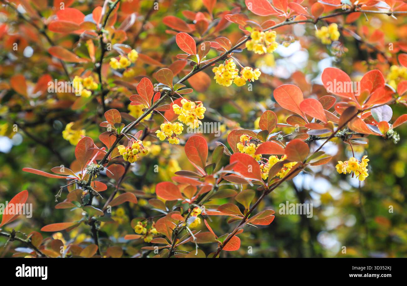 Die gelben Frühlingsblumen und die violetten Blätter von Berberis thunbergii „Atropurpurea“ oder der lila Blattberberberberitze, Sträucher oder Baum, England, Großbritannien Stockfoto
