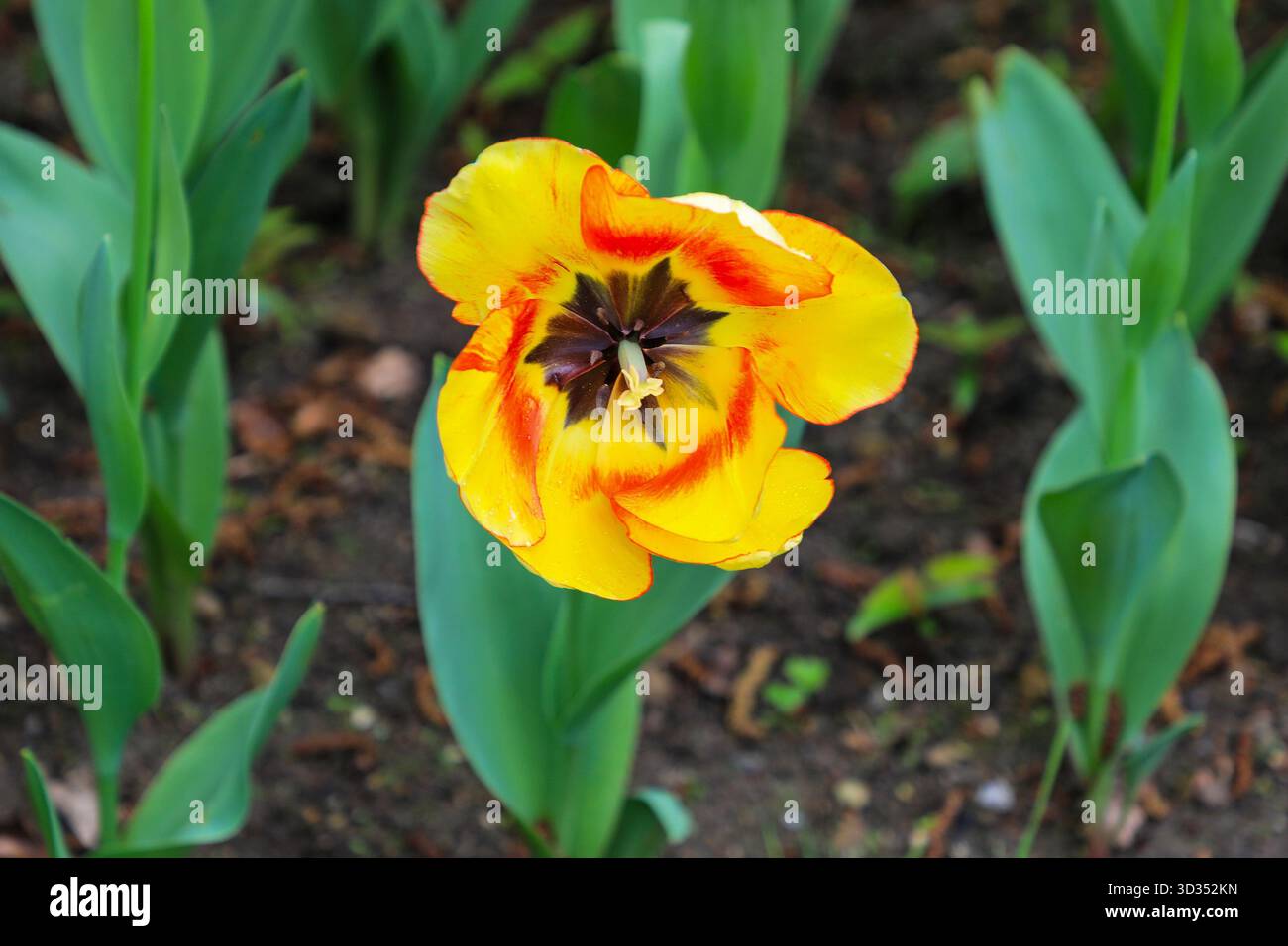 Der Blumenkopf einer Tulpenblume (Beauty of Spring), England, Großbritannien Stockfoto