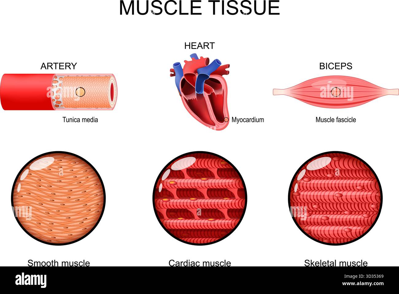 Muskelgewebe. Glatte, Herz- und Skelettmuskulatur. Tunica Media in der Arteria. Herzmuskel. Muskelfaszikel im Bizeps. Vektorabbildung Stock Vektor