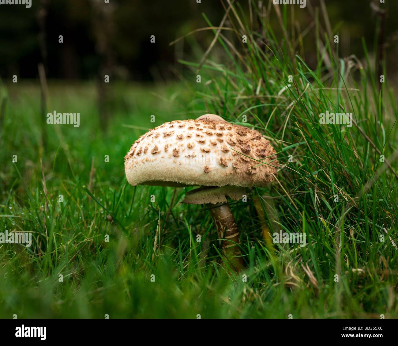 Toastoole und Pilze Stockfoto