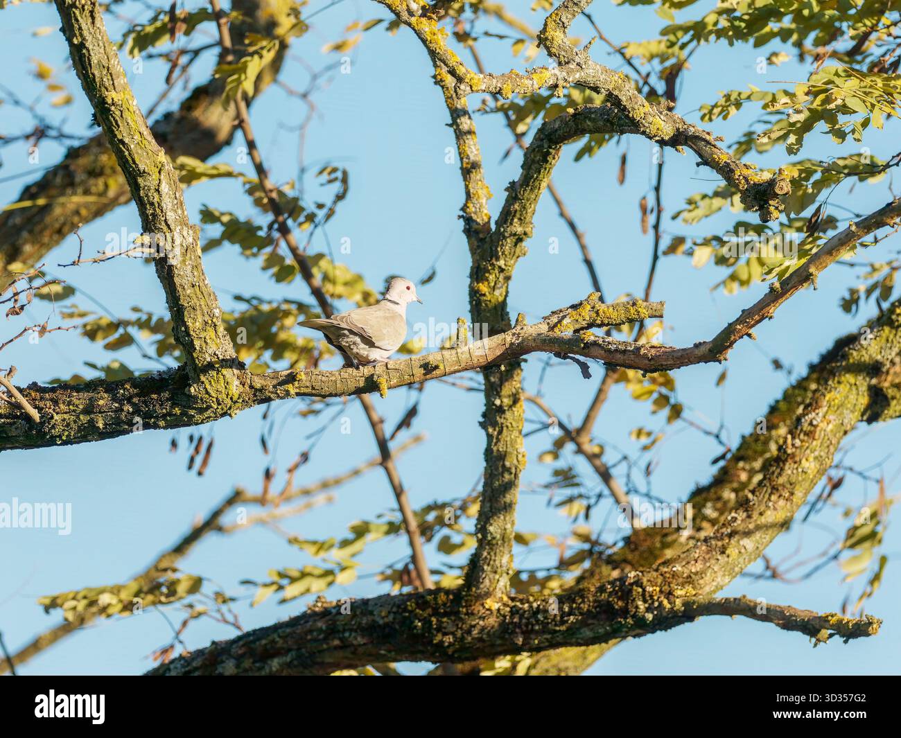 Eurasische Taube mit Kragen (Streptopelia Decocto), die im Morgenlicht auf einem Baumzweig thront, fotografiert in Saint-Genis-Laval, Frankreich. Stockfoto