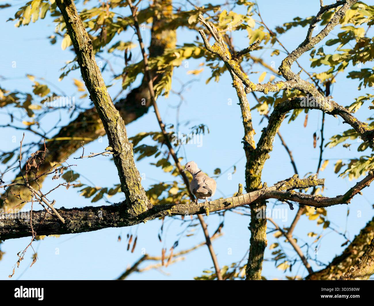 Eurasische Taube mit Kragen (Streptopelia Decocto), die im Morgenlicht auf einem Baumzweig thront, fotografiert in Saint-Genis-Laval, Frankreich. Stockfoto