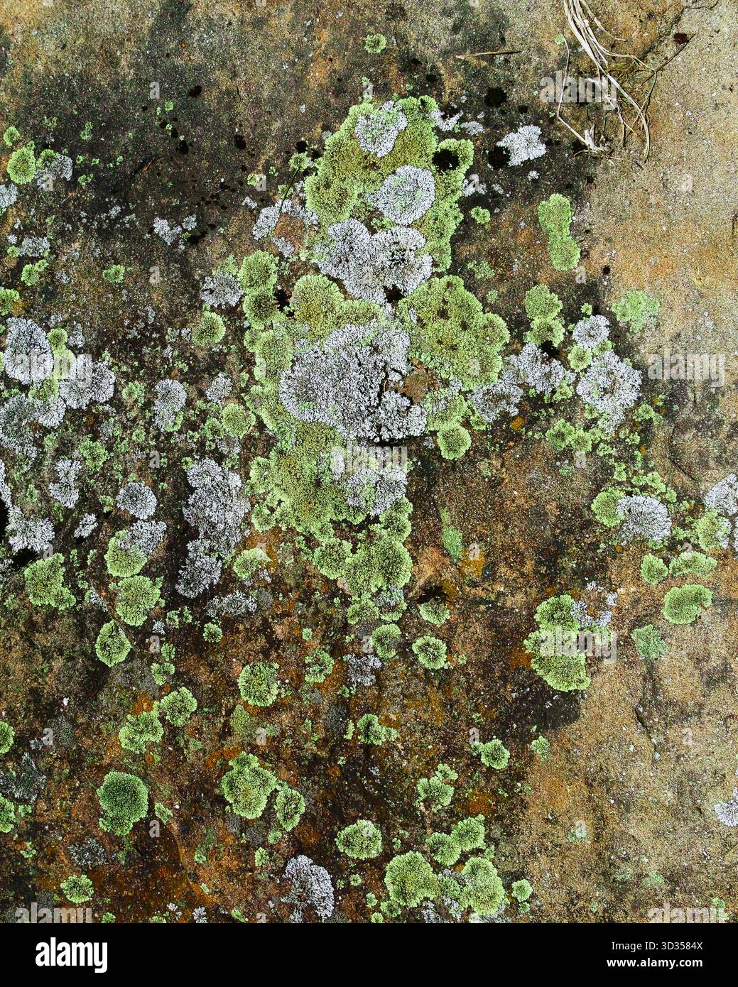 Farbenfrohe Felsoberfläche mit Flechten Stockfoto