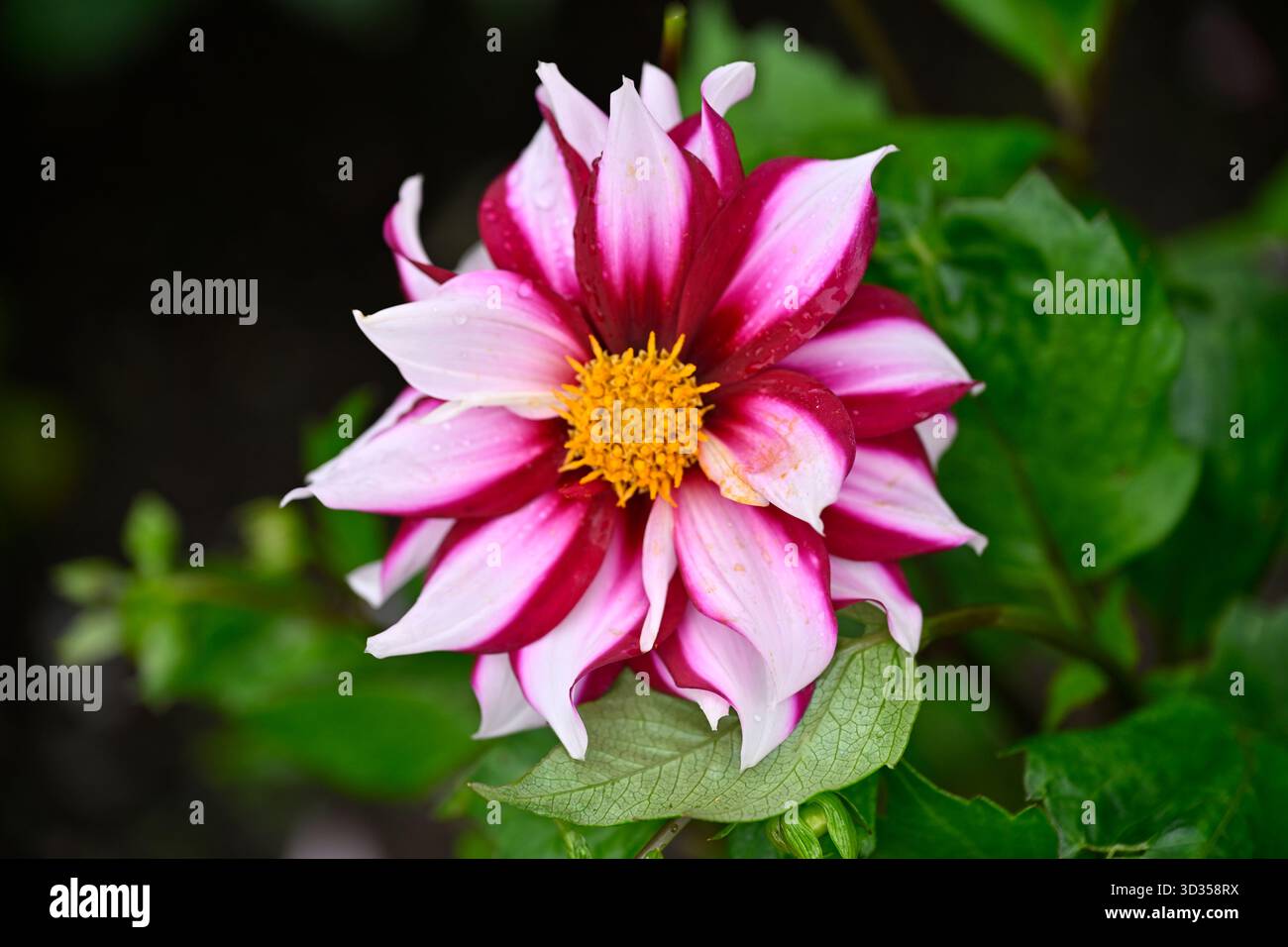 Weiße und leuchtend rosa Herbstblumen von Dahlia Edge of Joy UK Garten September Stockfoto