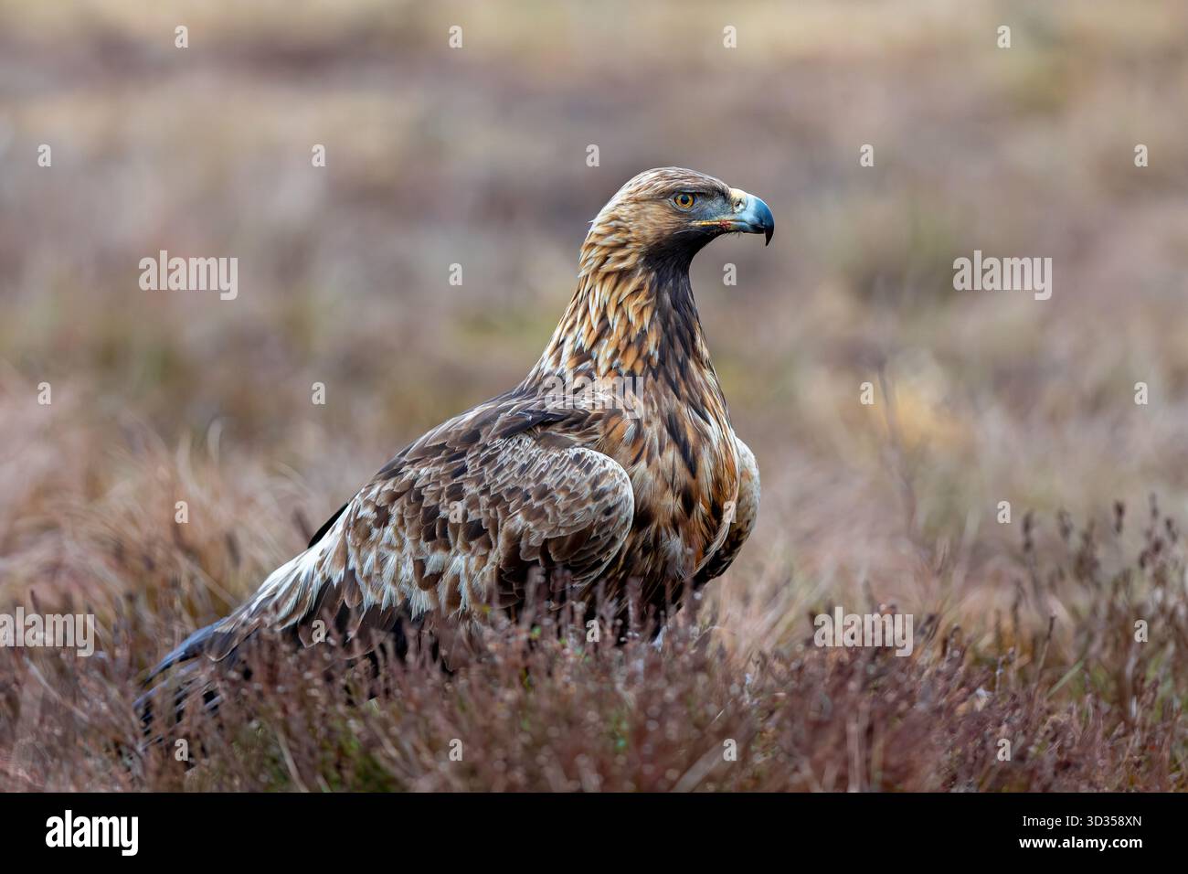 Europäischer Goldadler (Aquila chrysaetos chrysaetos chrysaetos), Erwachsener, der im Winter im Moor/Heideland ruht Stockfoto