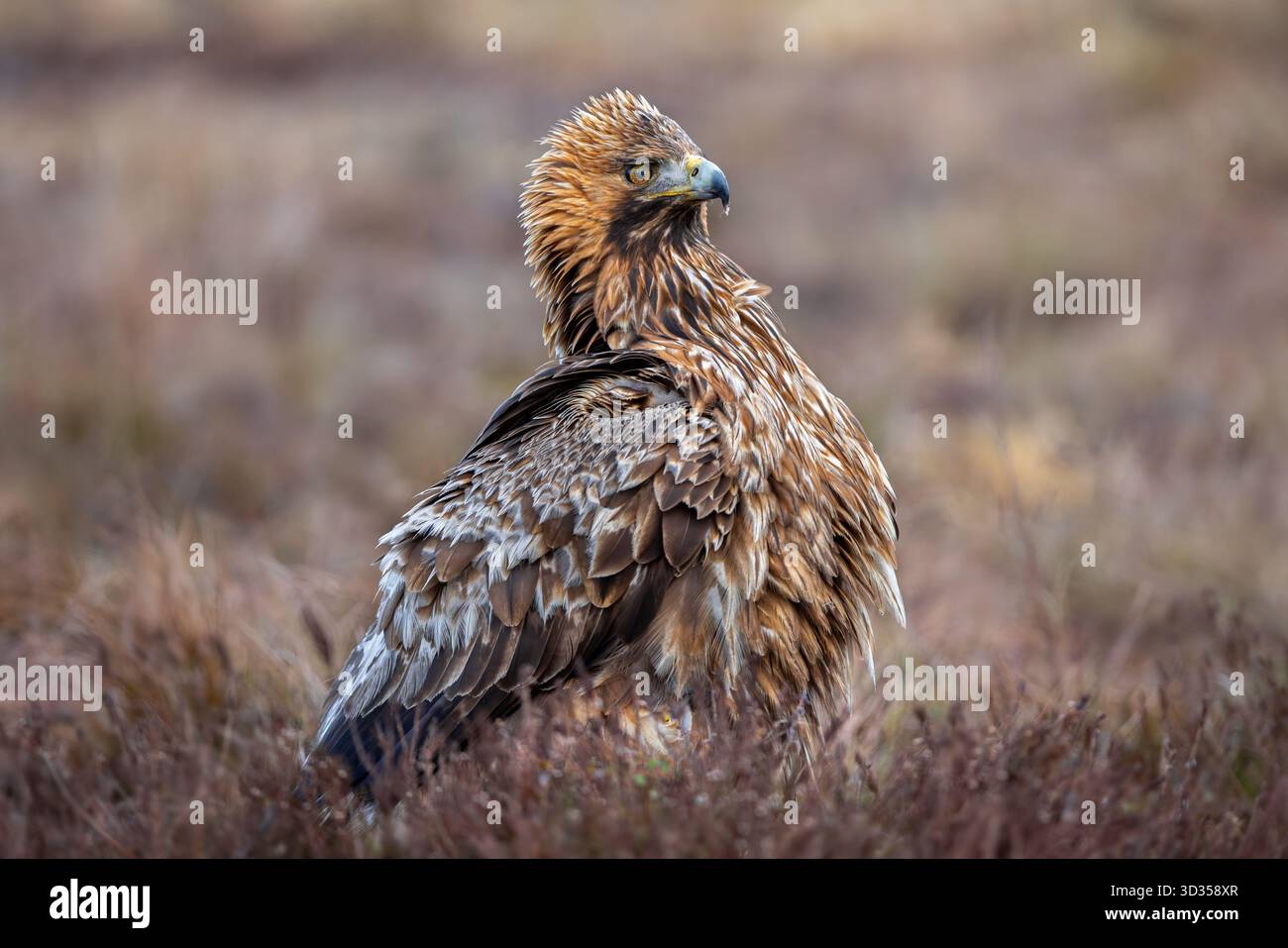 Europäischer Goldadler (Aquila chrysaetos chrysaetos chrysaetos), Erwachsener, der im Winter im Moor/Heideland ruht Stockfoto