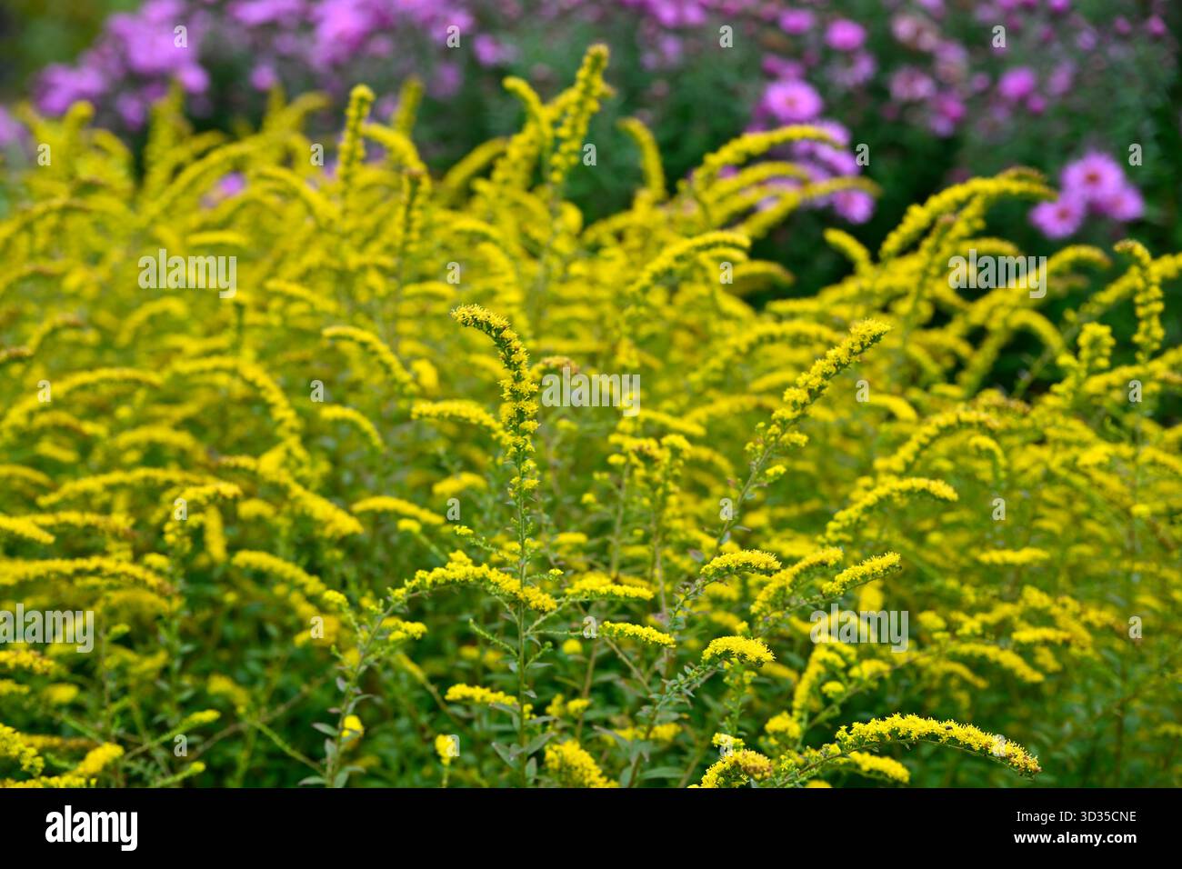 Hellgelbe Herbstblumen von, goldenroter Solidago rugosa Feuerwerk UK Garden September Stockfoto