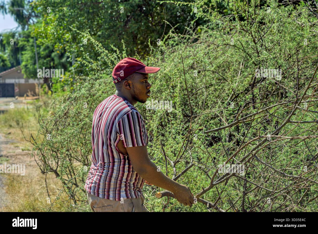 Einzelner junger afrikanischer Arbeiter, der den Dornbusch räumt, Akazienzweige, Landsanierung Stockfoto