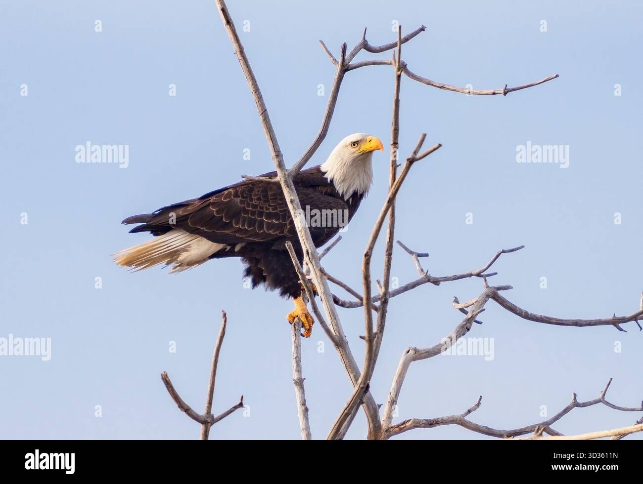 Ein großer Weißkopfseeadler, der auf baren-Zweigen vor einem hellblauen Himmel thront. Nahansicht. Stockfoto