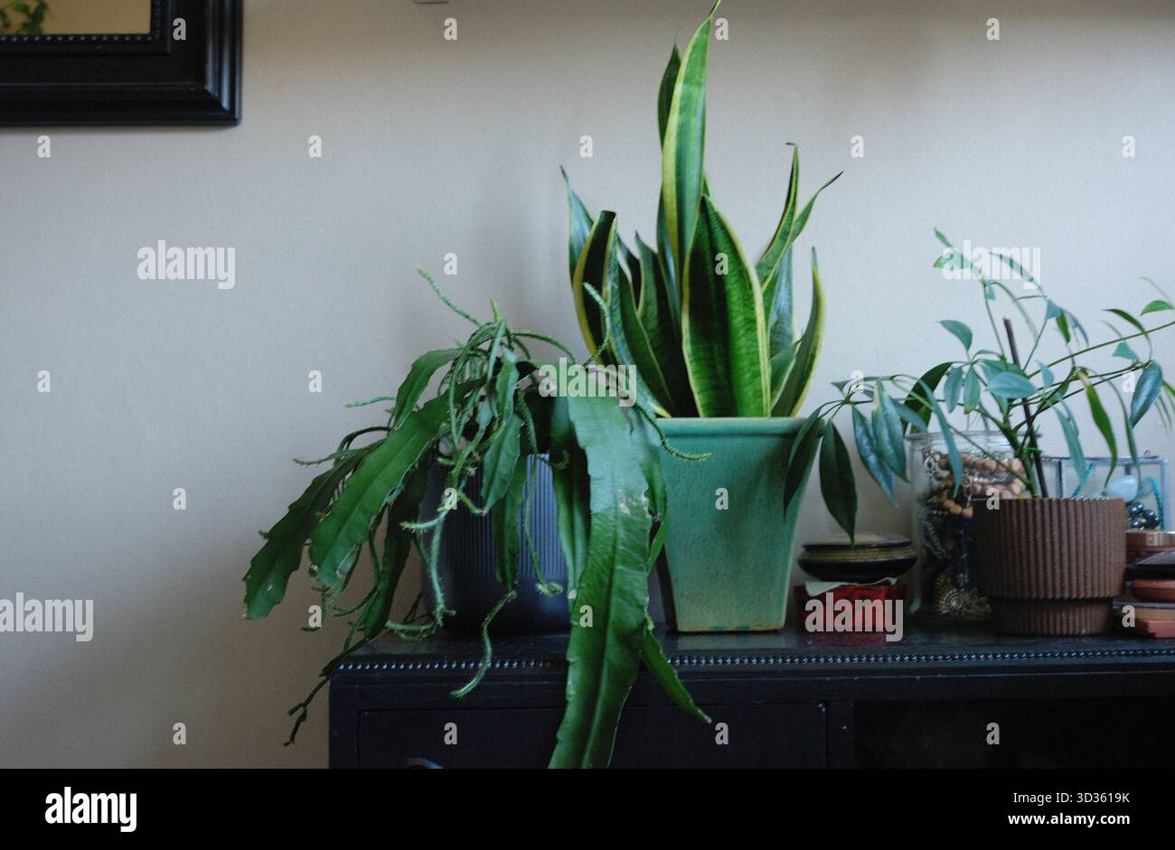 Grüne Pflanzen auf einer schwarzen antiken Kommode Stockfoto