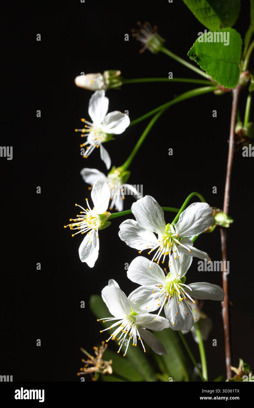 Frühlingszweig mit zarten Blüten und lebendigem Laub – perfekt für botanisches Branding, saisonales Design oder ruhige Naturaufnahmen. Stockfoto