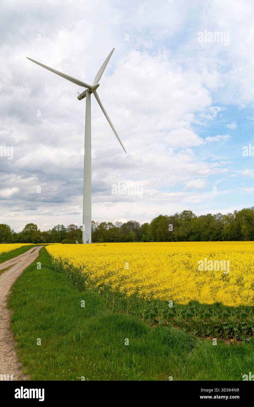 Blühender Rapssamen, blauer Himmel, Windpark, Nahaufnahme selektiver Fokus Stockfoto