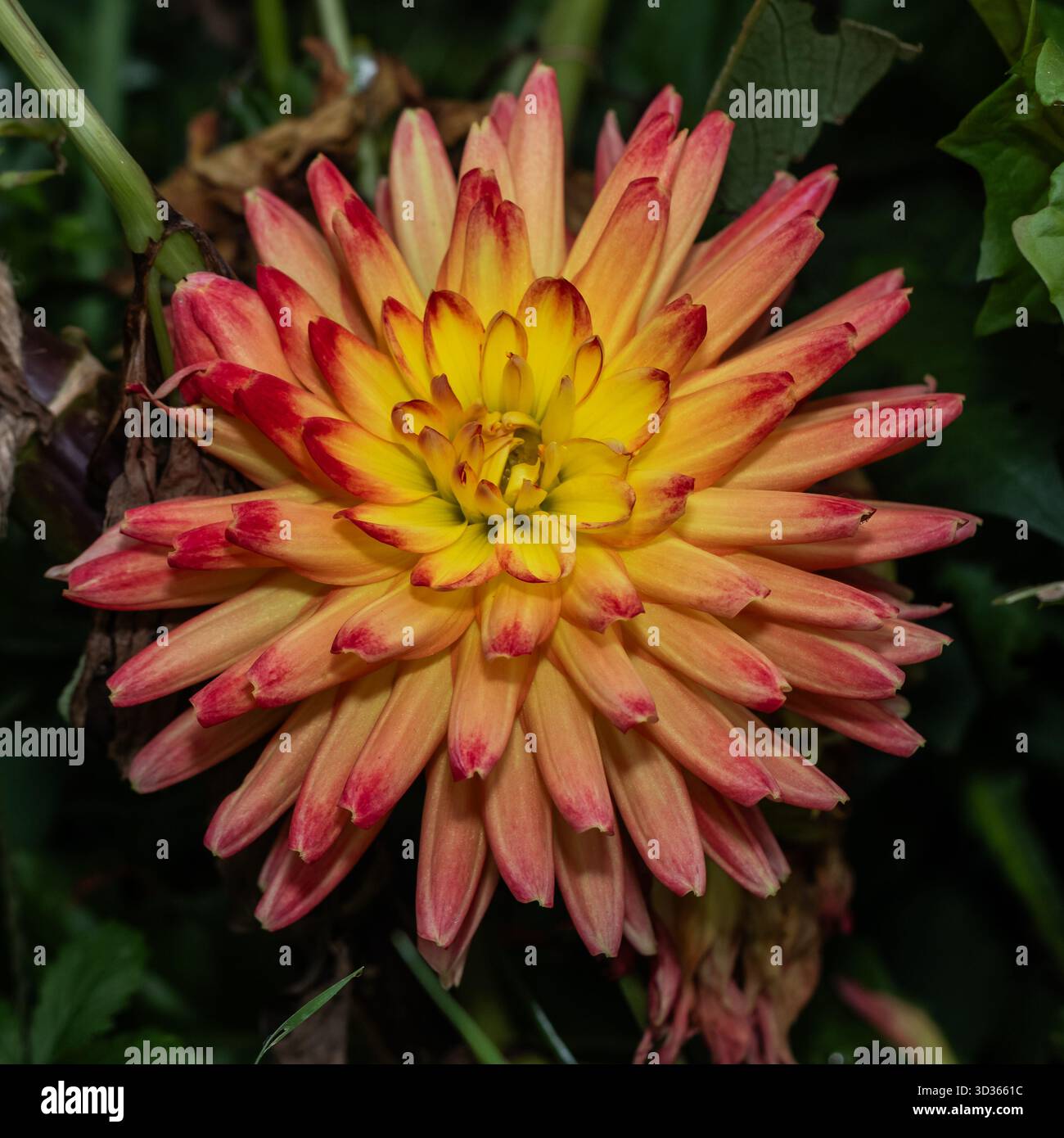 Makrobild einer strahlenden Dahlie in voller Blüte. Die Blüte zeigt symmetrische Schichten von gelb-orangen Blütenblättern mit roten Spitzen, die sich wunderschön mit einem Kontrast von W abheben Stockfoto