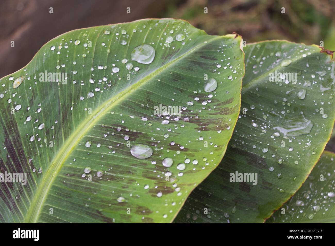 Wassertröpfchen auf grünen Bananenblättern nach Regennähe Stockfoto