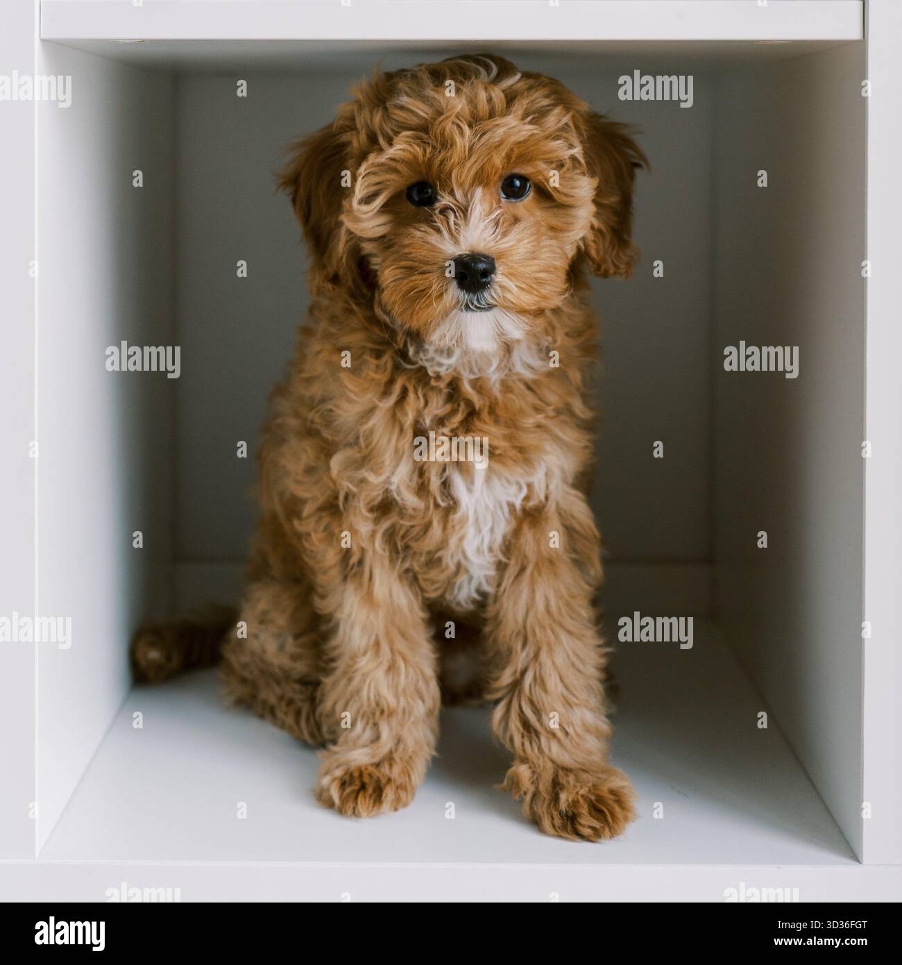 Der niedliche Maltipoo-Welpe sitzt in einem weißen Regal und blickt neugierig in die Kamera. Der flauschige Hund hat lockiges hellbraunes Fell mit weißen Flecken Stockfoto