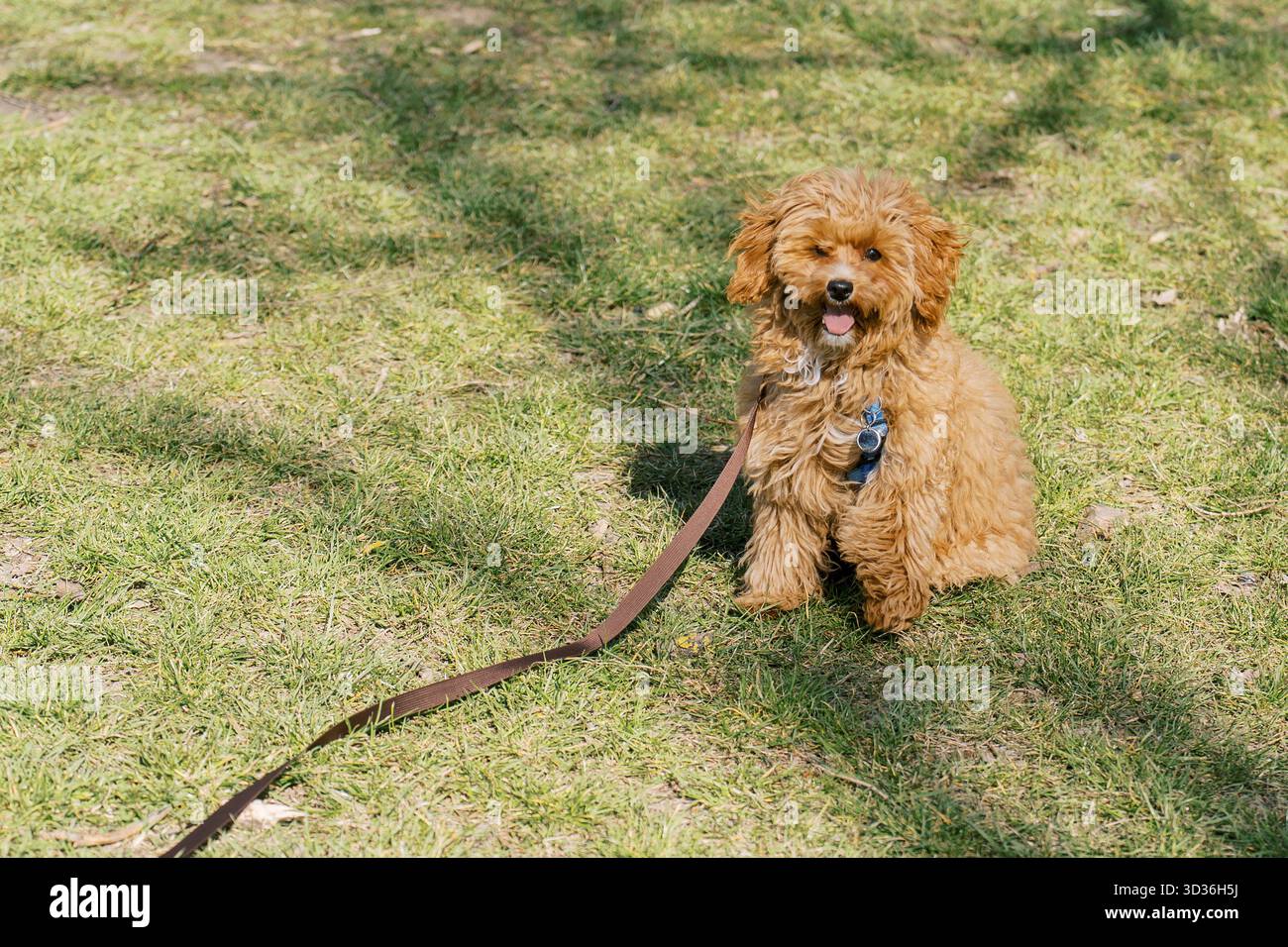 Ein niedlicher, lockiger Hund mit goldenem Fell sitzt auf grünem Gras und sieht fröhlich aus mit der Zunge. Der entspannte Hund trägt einen blauen Kragen und eine Leine. Stockfoto