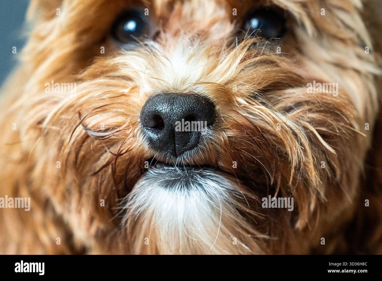 Die Nase und Schnauze des Hündchens in extremer Nahaufnahme, mit reichhaltiger Textur und charmanten Details, die die sanften Eigenschaften und das weiche Fell des Hundes hervorheben. Stockfoto