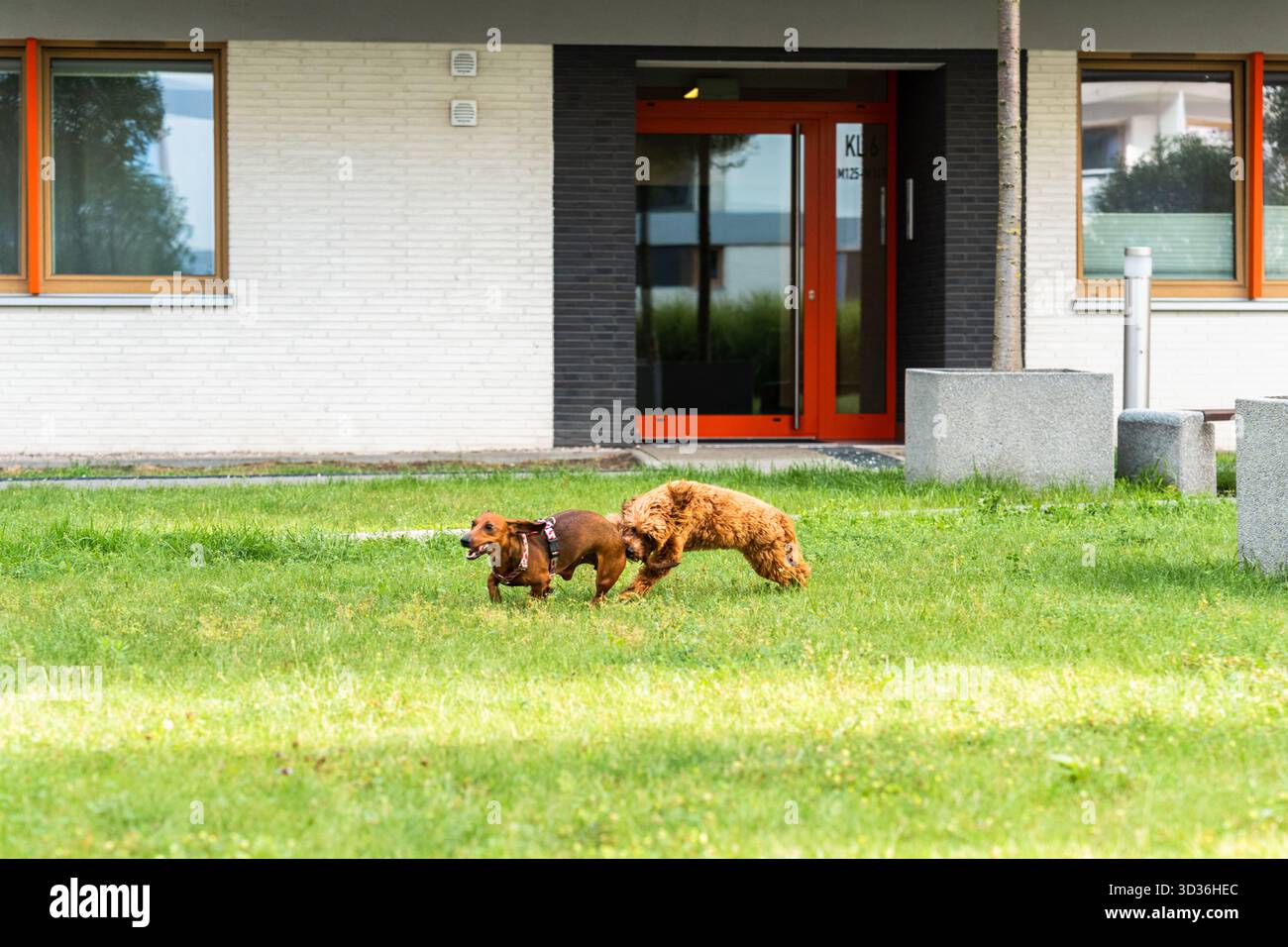 Zwei Hunde sprinten in voller Geschwindigkeit über einen sonnigen Rasen und jagen sich spielerisch in einem Moment der Freiheit und Spannung. Stockfoto