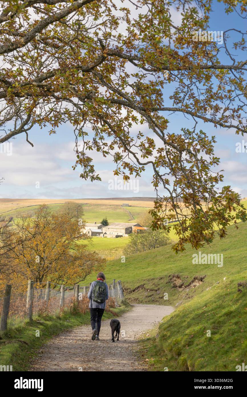 Lady geht im Herbst mit ihrem Hund, Upper Swaledale, Yorkshire Dales, England, Großbritannien Stockfoto