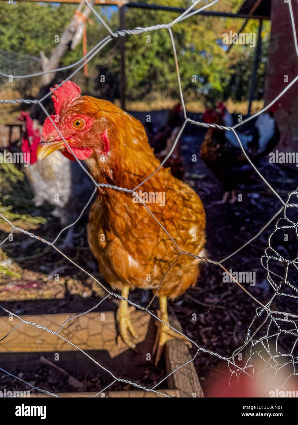 Eine Nahaufnahme eines goldbraunen Hühnchens, das in einem umzäunten Stall steht. Der Vordergrund aus Drahtgeflecht umrahmt den Vogel, während das Sonnenlicht seinen roten Kamm, Sugami, hervorhebt Stockfoto