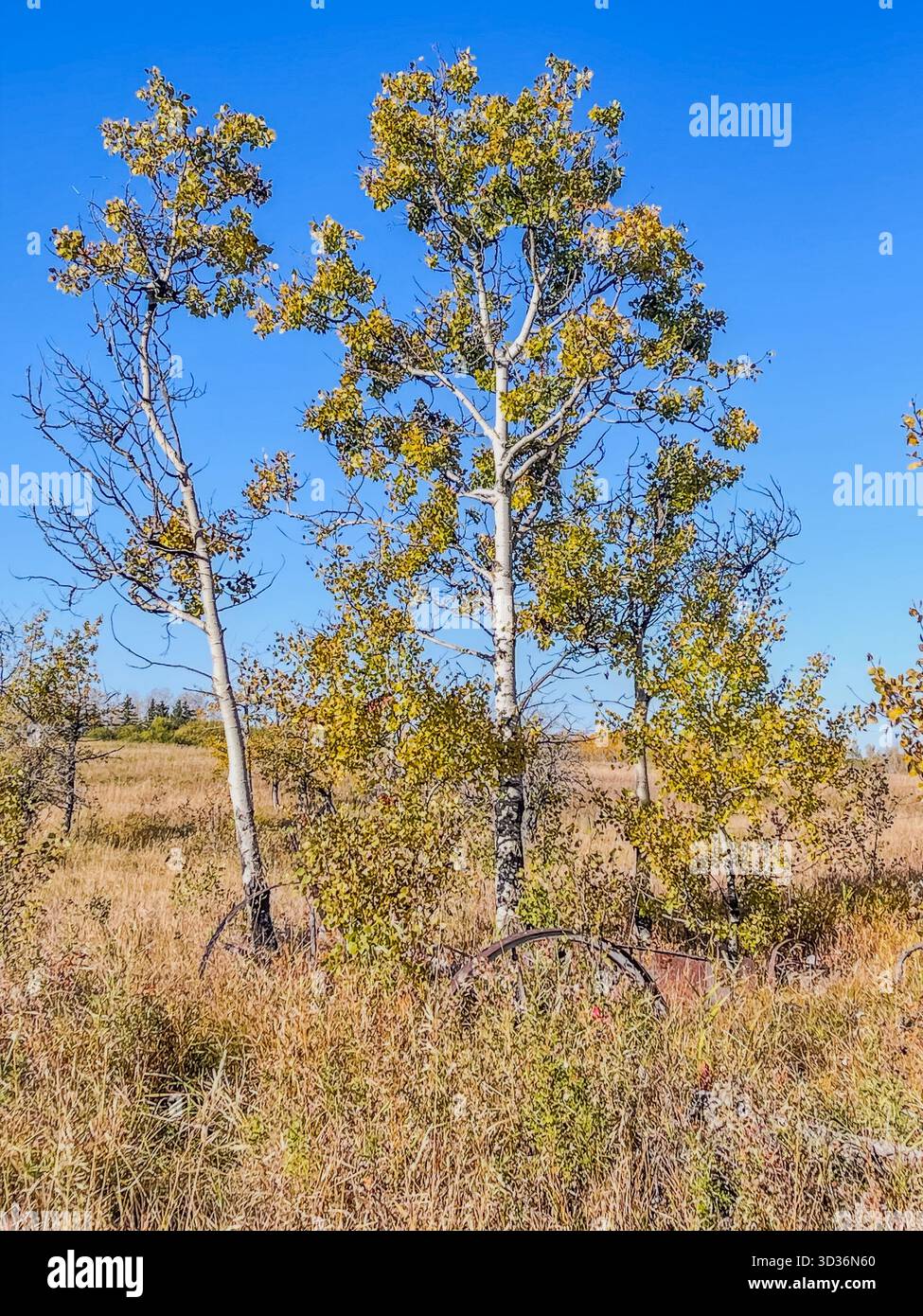 Zwei schlanke Bäume stehen auf einem trockenen Grasfeld unter einem hellblauen Himmel und fangen eine ruhige ländliche Landschaft ein. Sonnenlicht hebt grüne und goldene Blätter hervor, Co Stockfoto