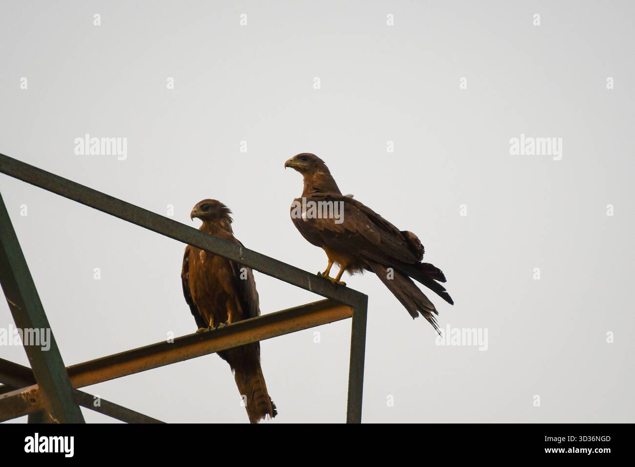 Ein Paar ägyptischer Gelbschnabelkiten (Milvus aegyptius), eine Unterart des Schwarzen (milvus migrans), auf einer Metallstruktur in Ägypten Stockfoto