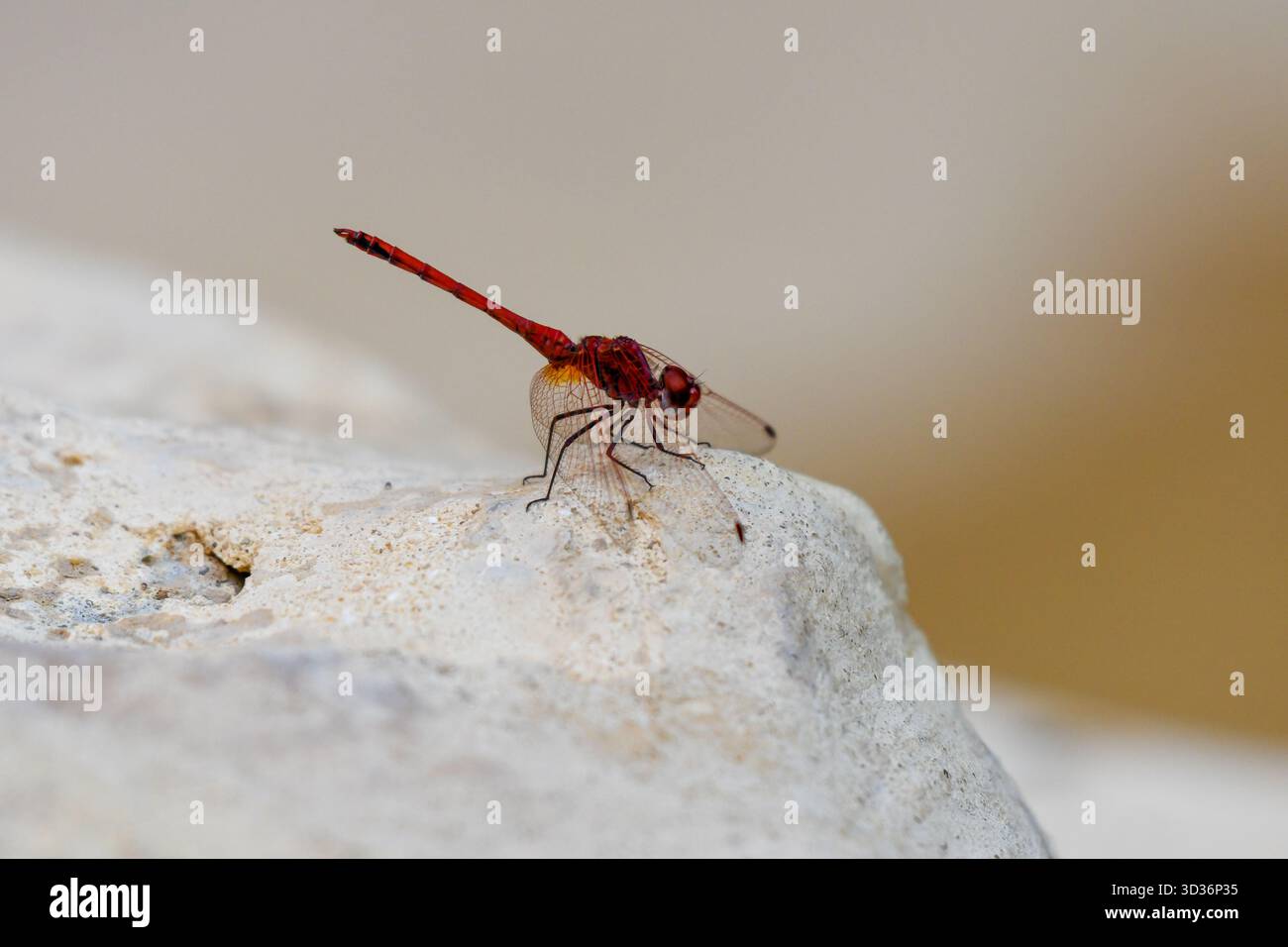 Nahaufnahme der Rotgeäder TropfLibelle (Trithemis arteriosa), die auf einem dekorativen Felsen im Garten in Kairo, Ägypten, thront Stockfoto