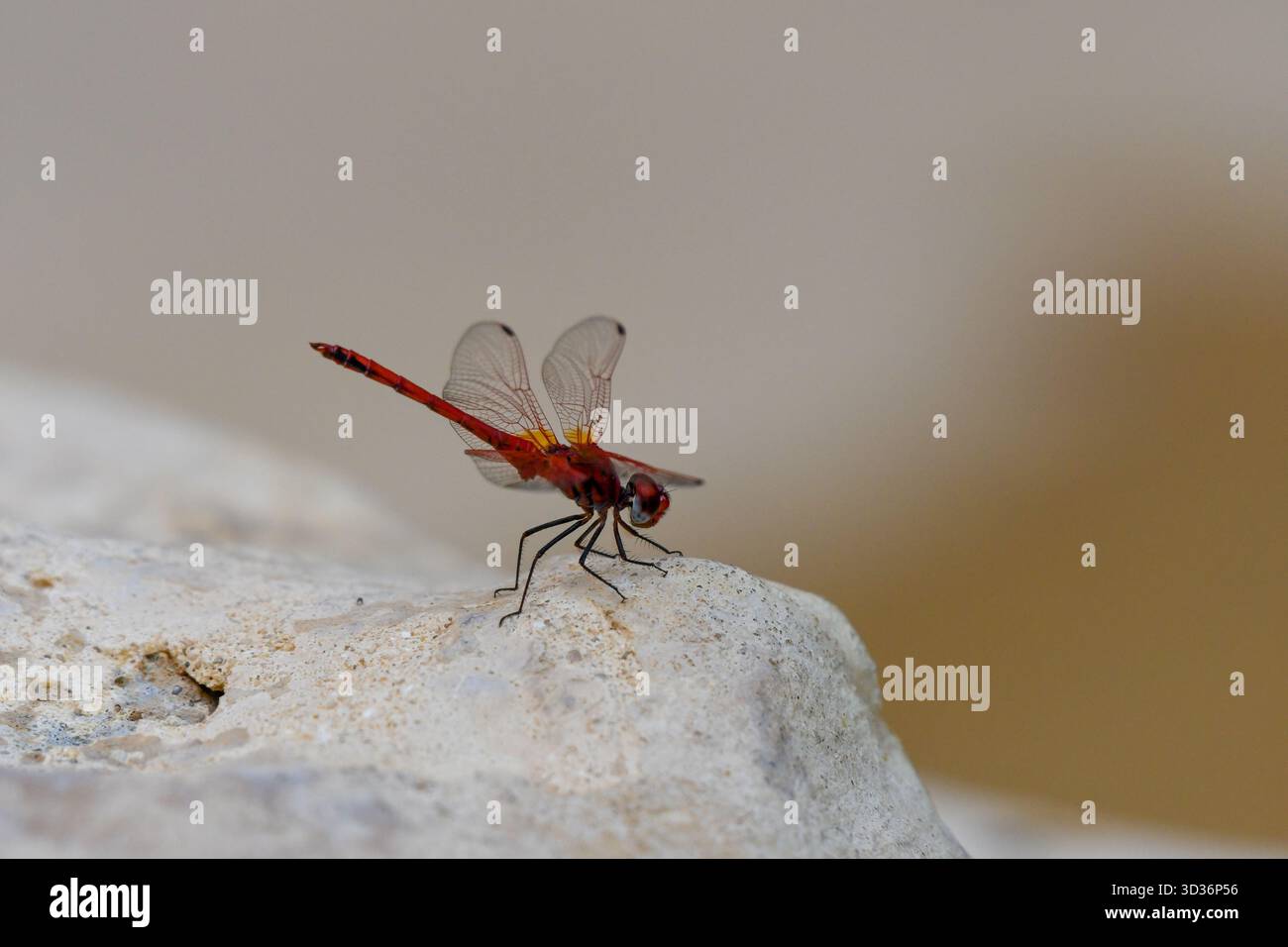 Nahaufnahme der Rotgeäder TropfLibelle (Trithemis arteriosa), die auf einem dekorativen Felsen im Garten in Kairo, Ägypten, thront Stockfoto